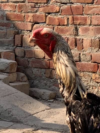 kandari parrot male