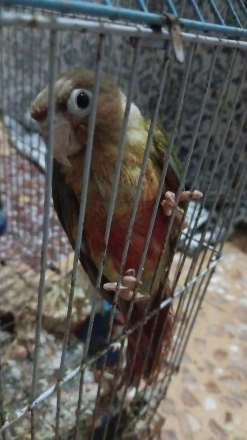 pineapple conure & green ringneck 0