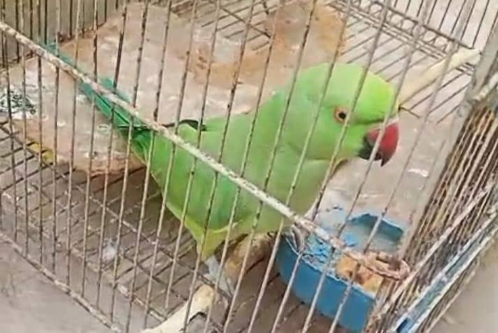 pineapple conure & green ringneck 1