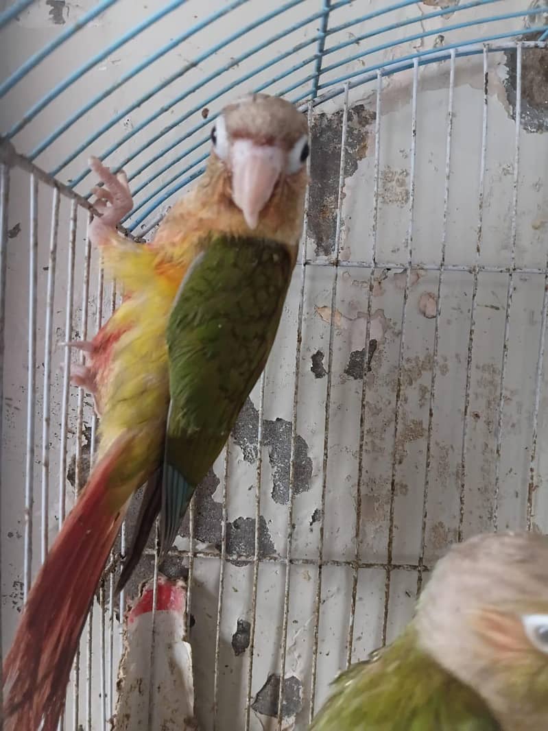 pineapple conure & green ringneck 3