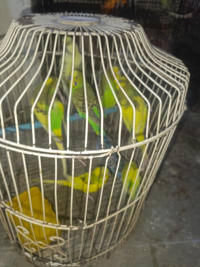 Beautiful birds AustralianAvailable for sale healthy and active