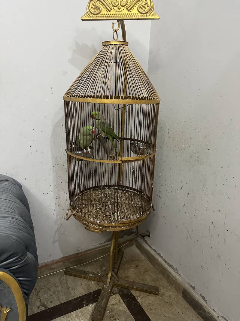 Parrot cage 1