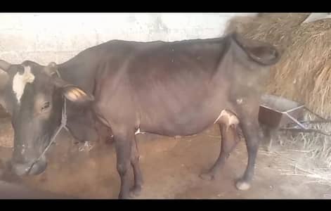 cow with bachii