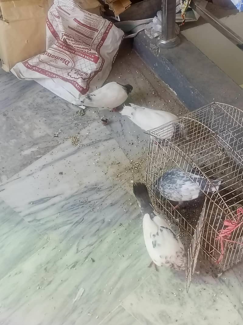 kabutar hy 0