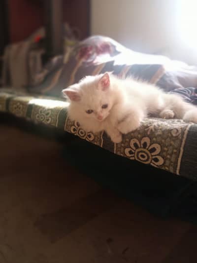 Persian Male Kitten Triple Caoted