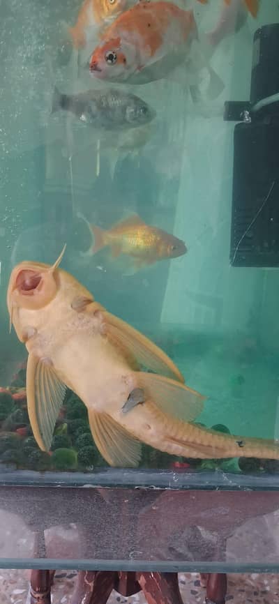 18 inches white shell cat fish