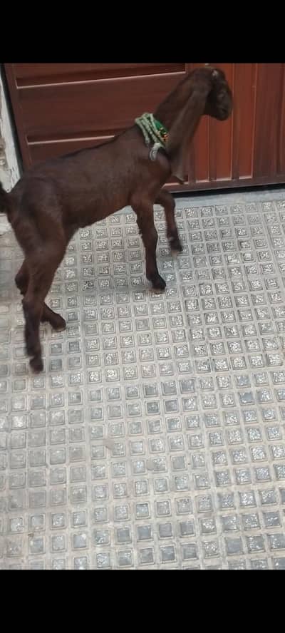 Bakra Male For Sale Urgent