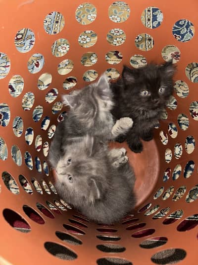 2 months kittens for sale