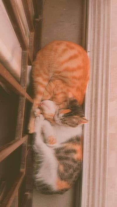 persion cat for sell