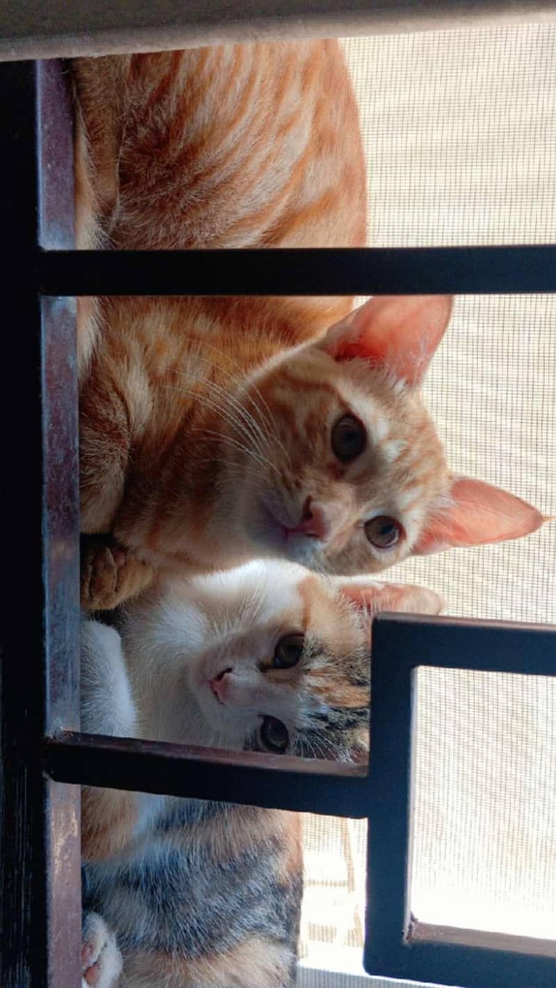 persion cat for sell 1