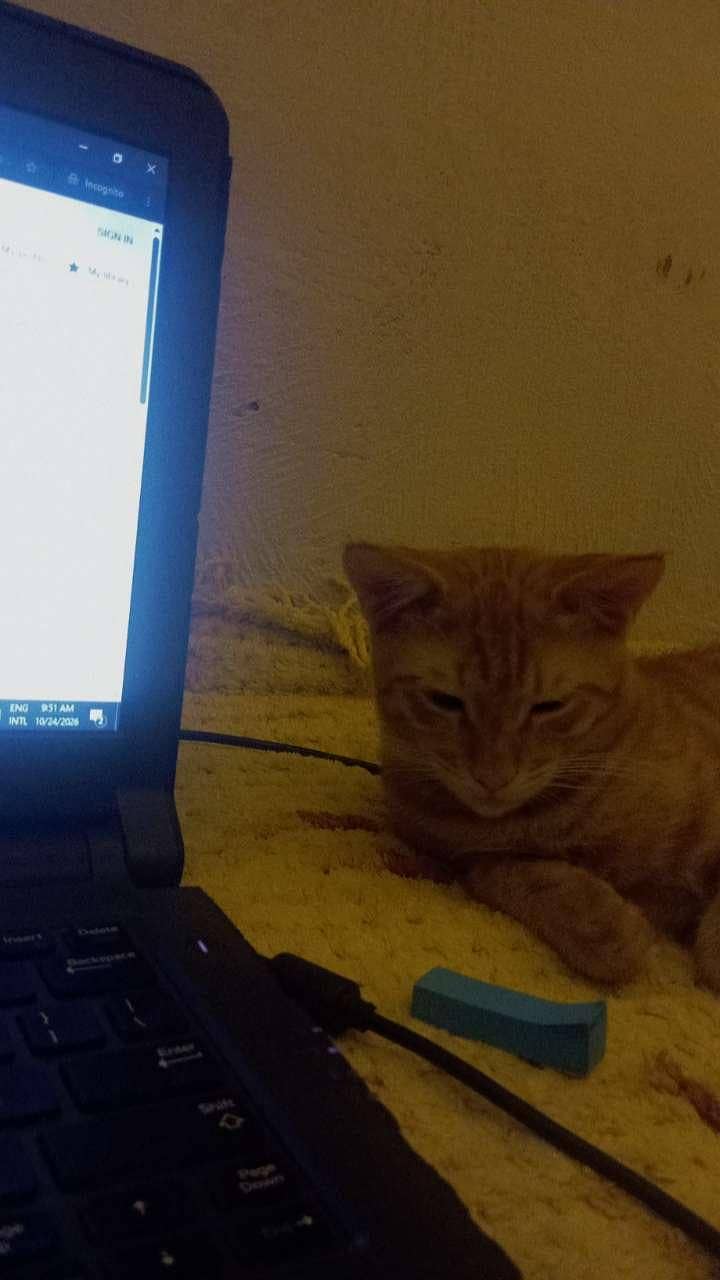 persion cat for sell 5