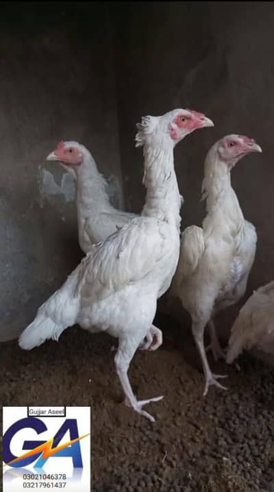 heera aseel females 03217961437