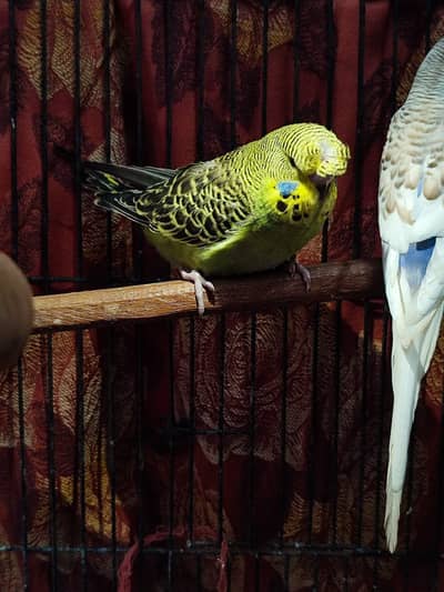 exhibition budgie chicks