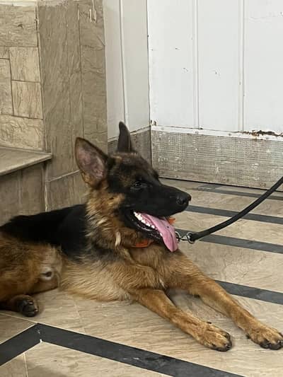 Beautiful German Shepherd Male Dog For Sale