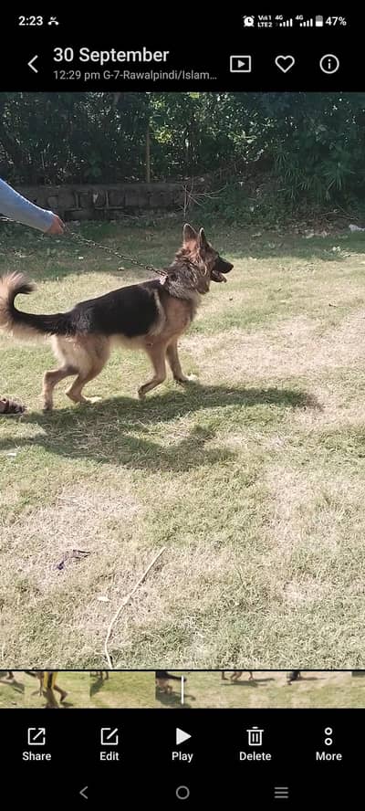 Dog for sale