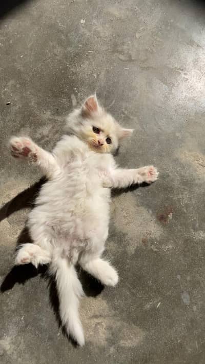 kitten's for sale