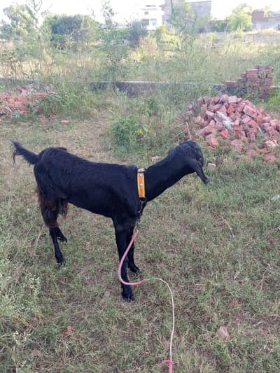 bakri for sell