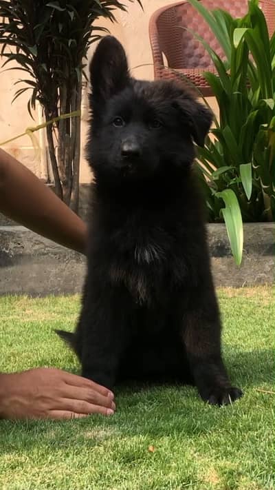 German shepherd pedigree puppy