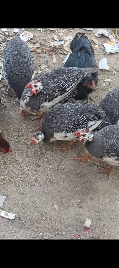 Guineafowls chakoor
