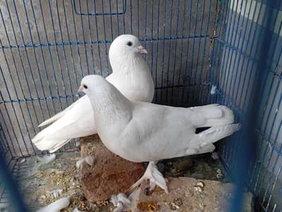 White sherazi Breeder pair for sale