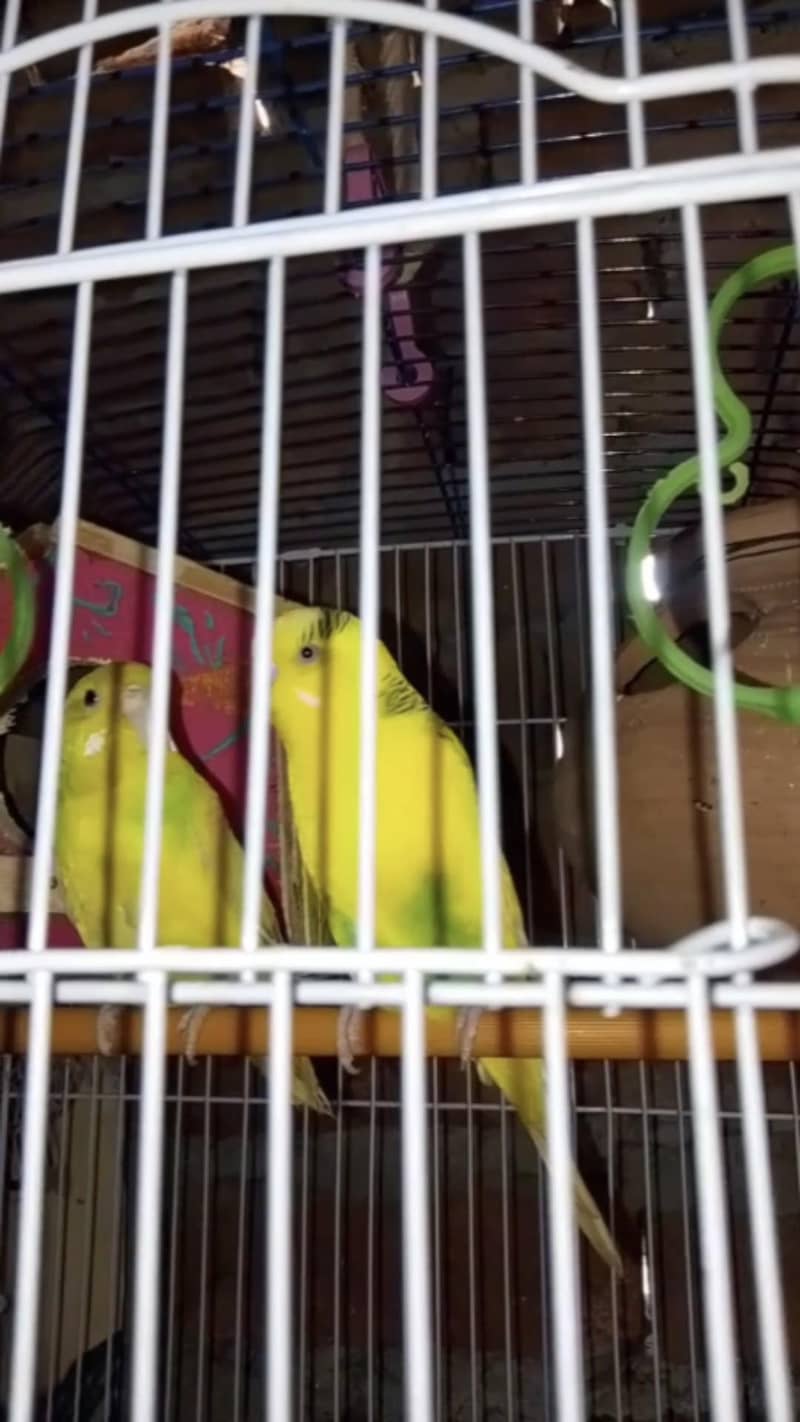 bridar pair - Parrots - 1121004268