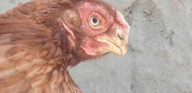 Masha Allah aseel birds for urgent sale. Exchange for parrot beak hen.