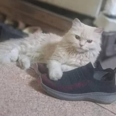 Persion cat available