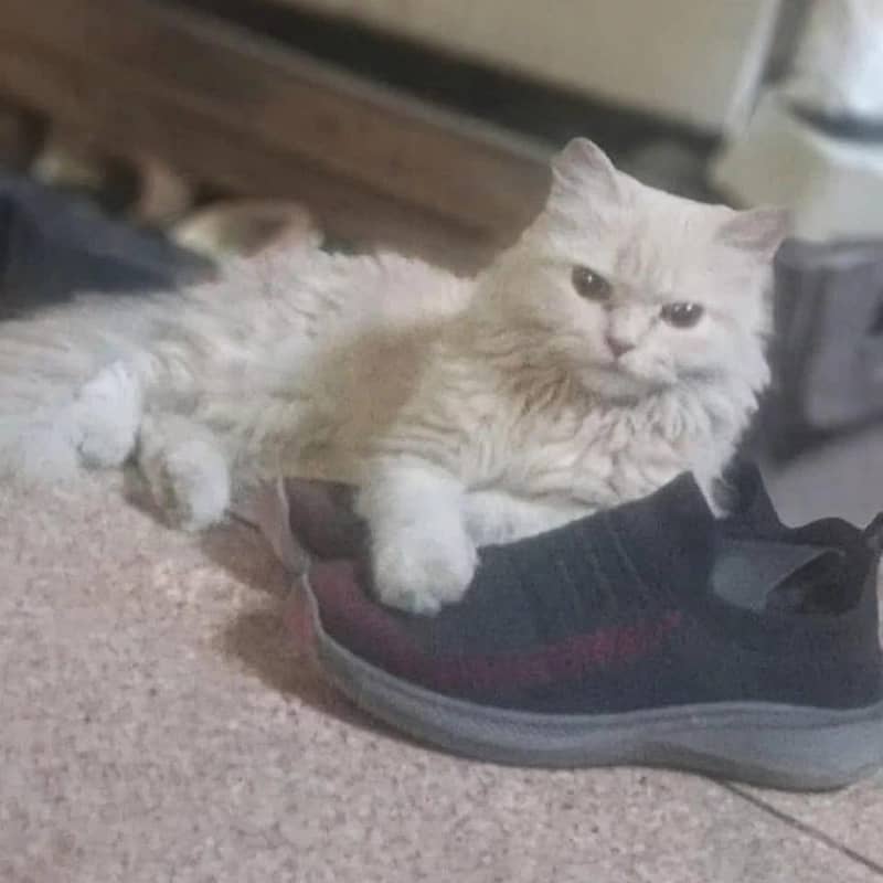 Persion cat available 0