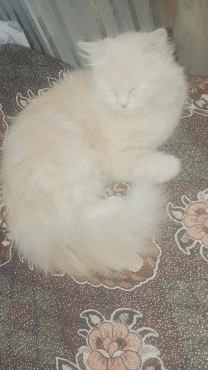 Persion cat available 1