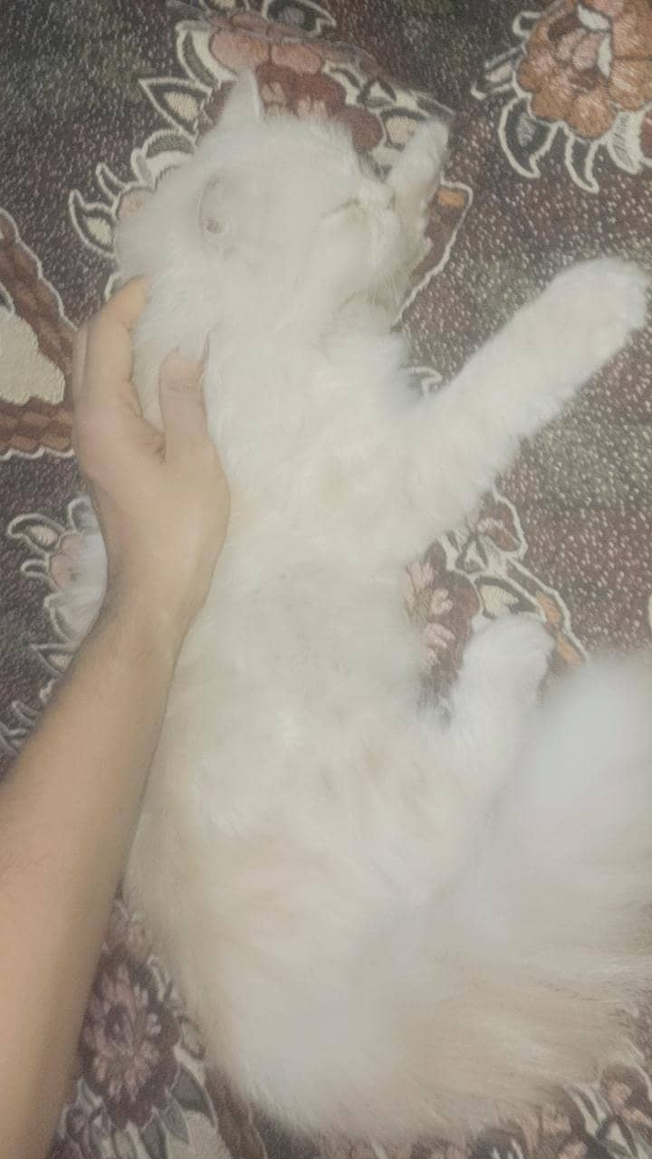 Persion cat available 2