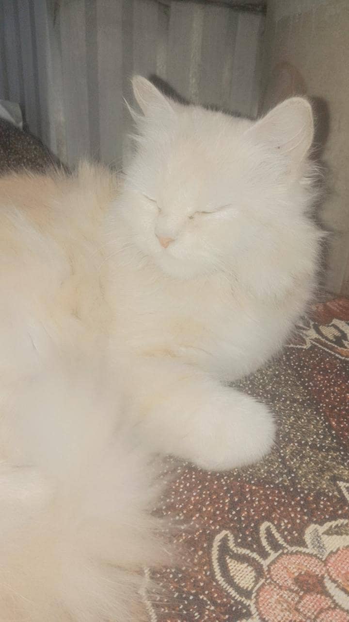 Persion cat available 3