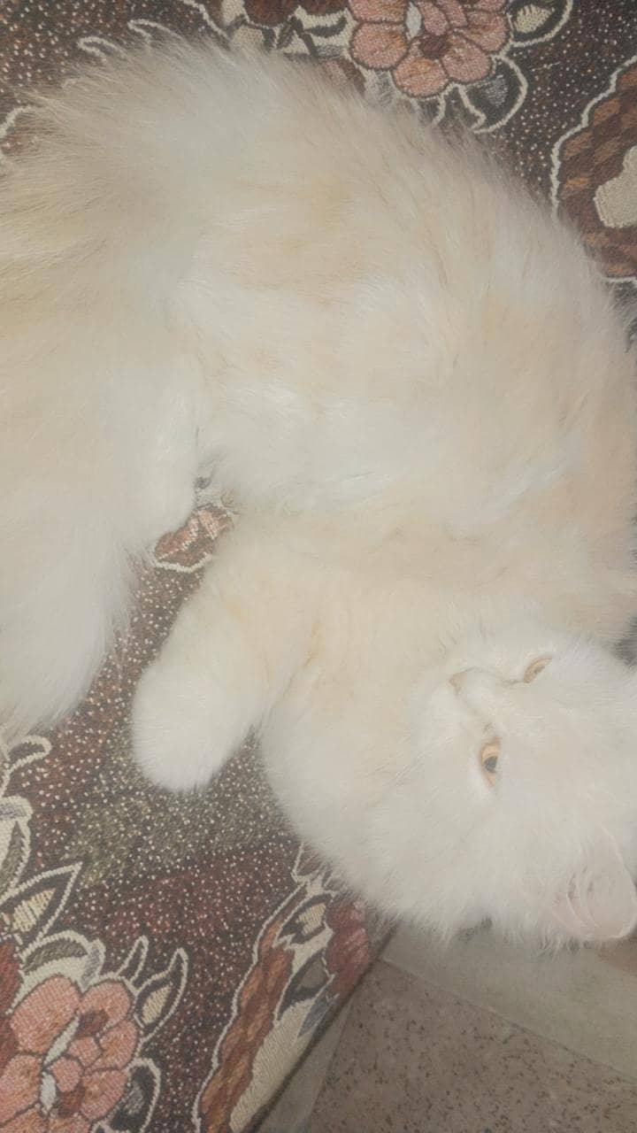 Persion cat available 4
