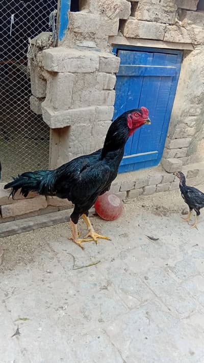pure black o shamo