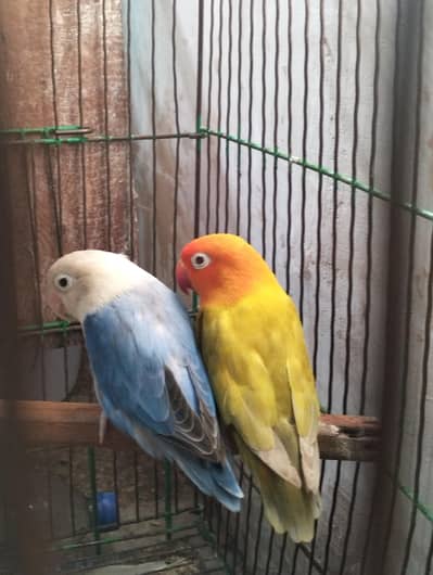 Pale fellow pair