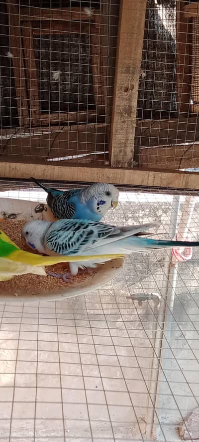 Budiges Breeder pair