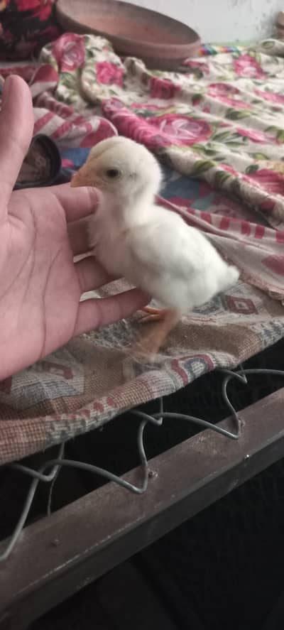 10ch For sale