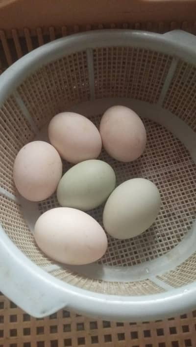 Khaki Campbell Fresh Eggs