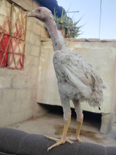 Top Quality Japanese x German Shamo  (Chick) - Home Breed