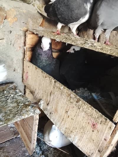 mukki pair ha 03185673554