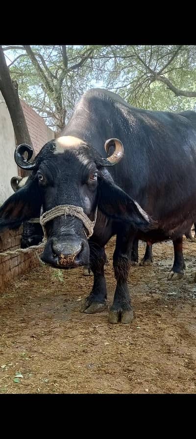 Black Buffalo for sale | 14. KG Daily Milk | 3rd calving.