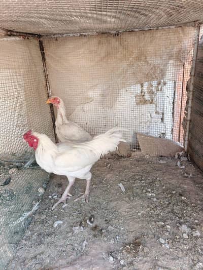 Aseel hera  for sale