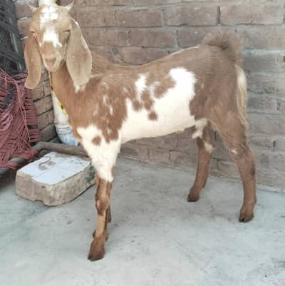 Bakra for sale