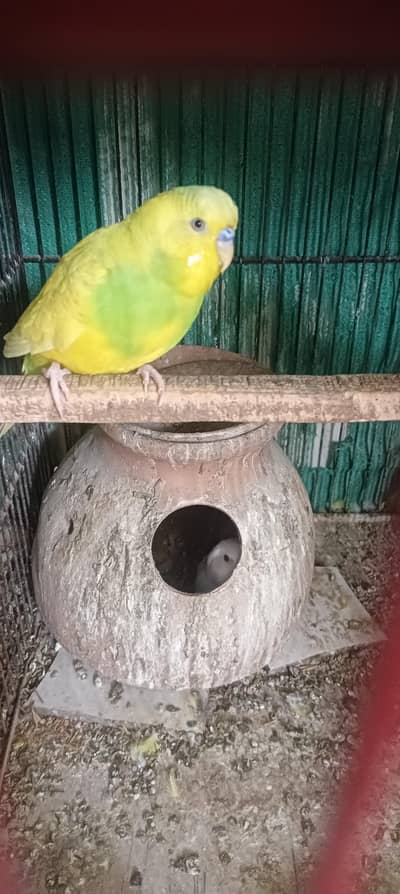 budjes Australian parrot