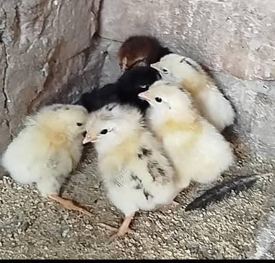 Golden misri chicks one day old chicks 0303.8868142