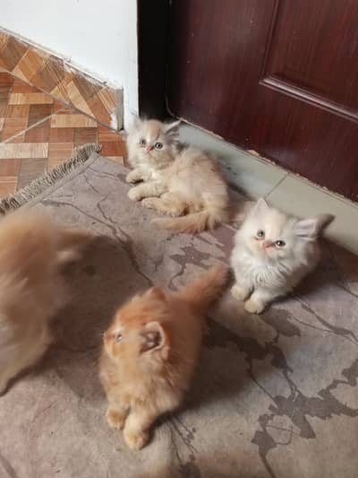 pure persian