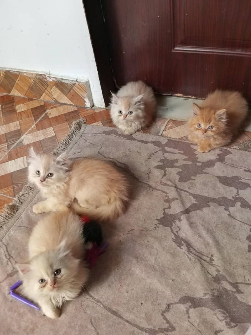 pure persian 1