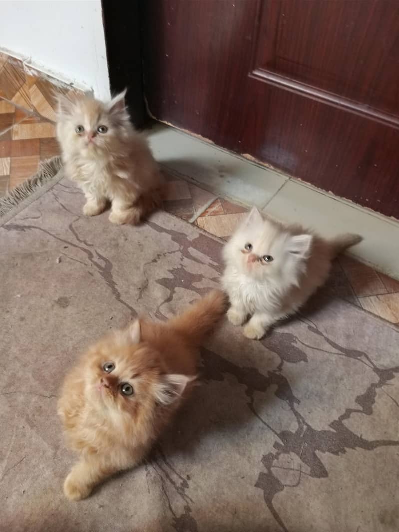pure persian 2