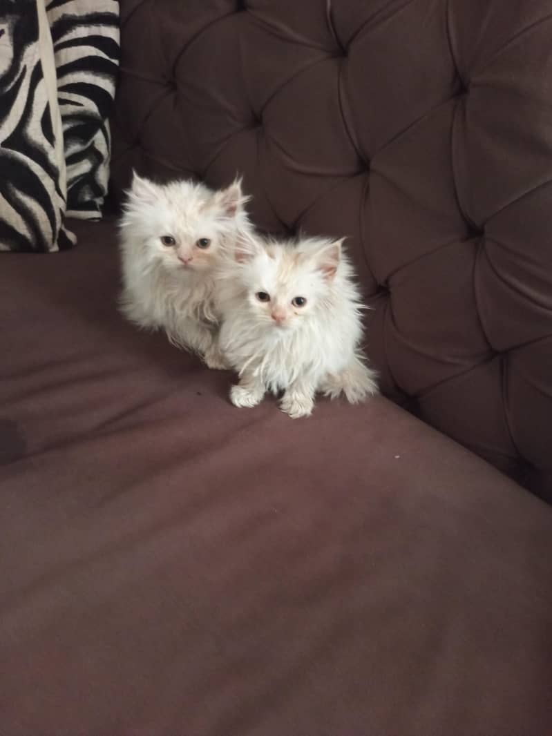 pure persian 3