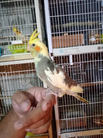 Common pied split chicks Available for Hand Team