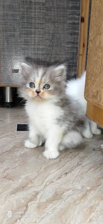 Persion kittens triple coat 03114129318